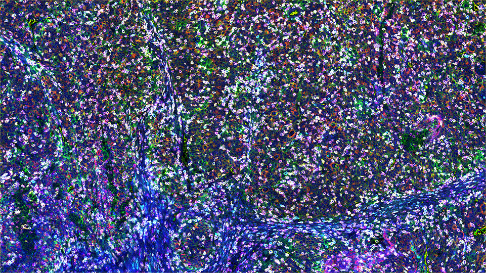 signalstar-8plex
