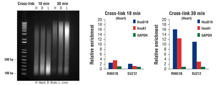 FIGURE 7. Mouse heart (H), brain (B), and liver (L) were cross-linked for 10 min or 30 min.